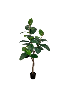 Image de Ficus Elastica 48 po