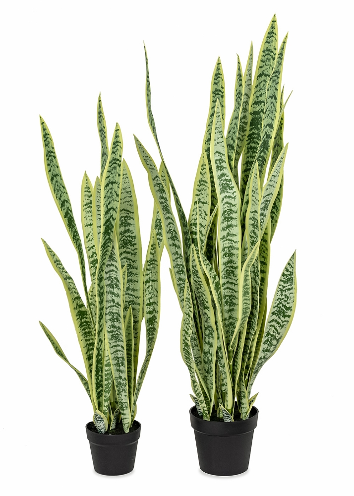 Image sur Sansevieria 52 po