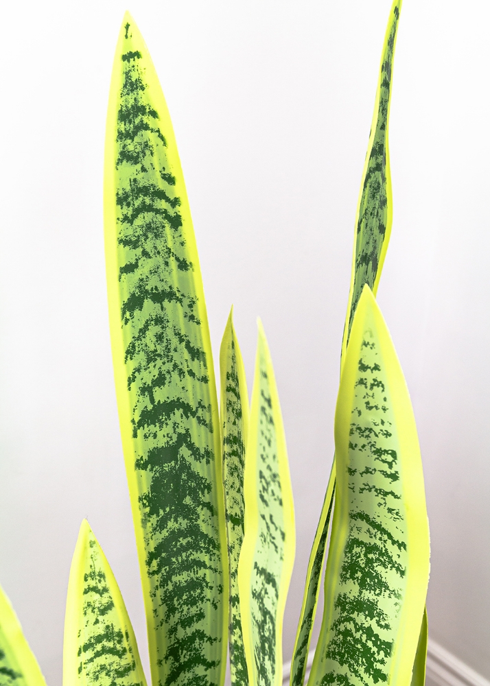 Image sur Sansevieria 52 po