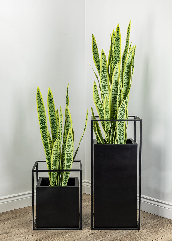 Image sur Sansevieria 52 po