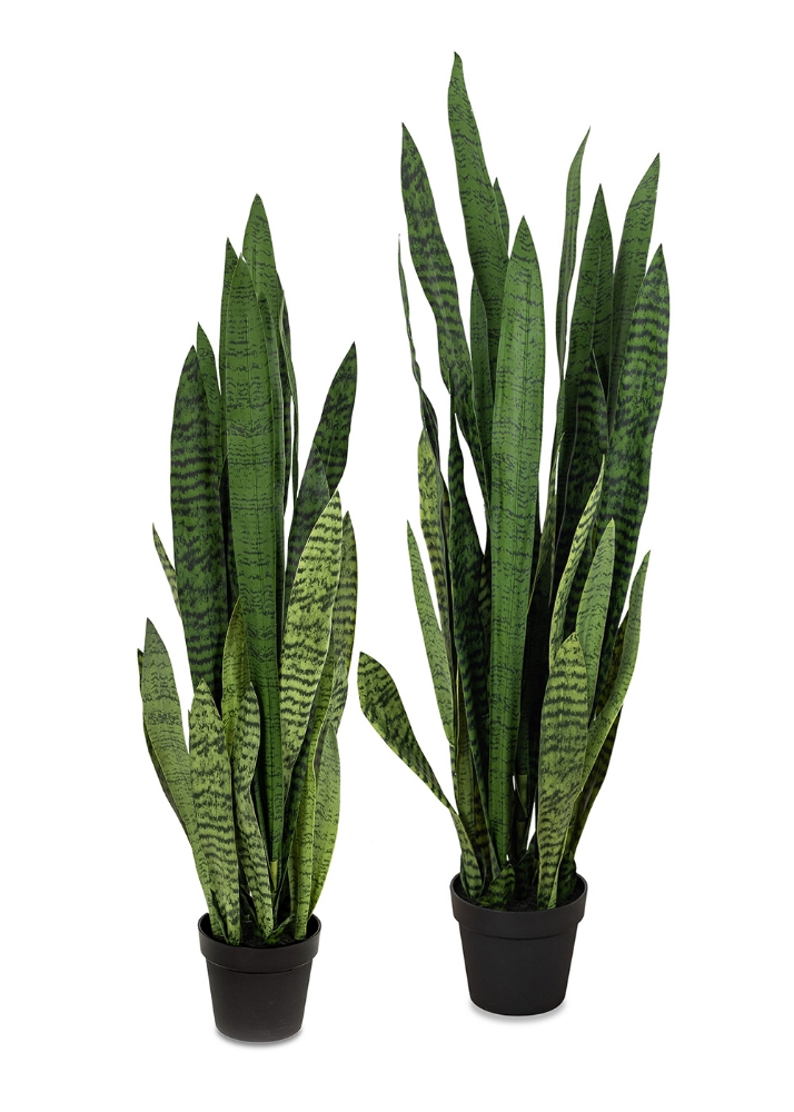 Image sur Sansevieria 52 po