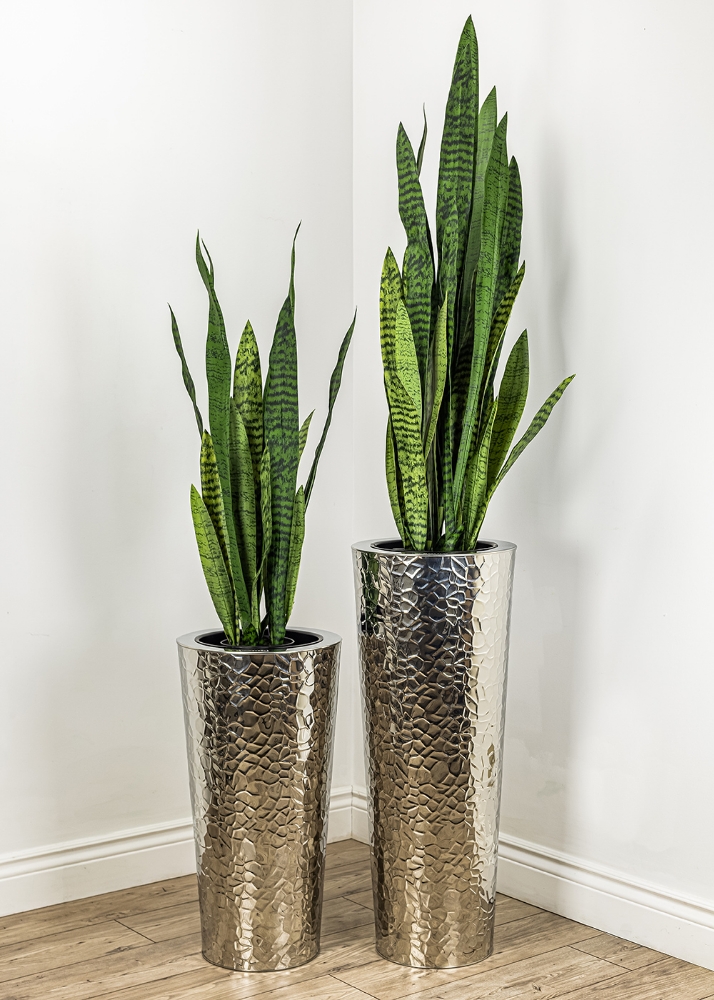 Image sur Sansevieria 52 po