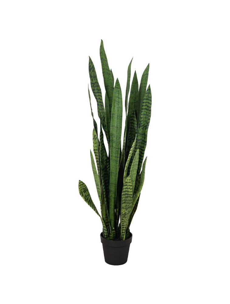 Image sur Sansevieria 52 po