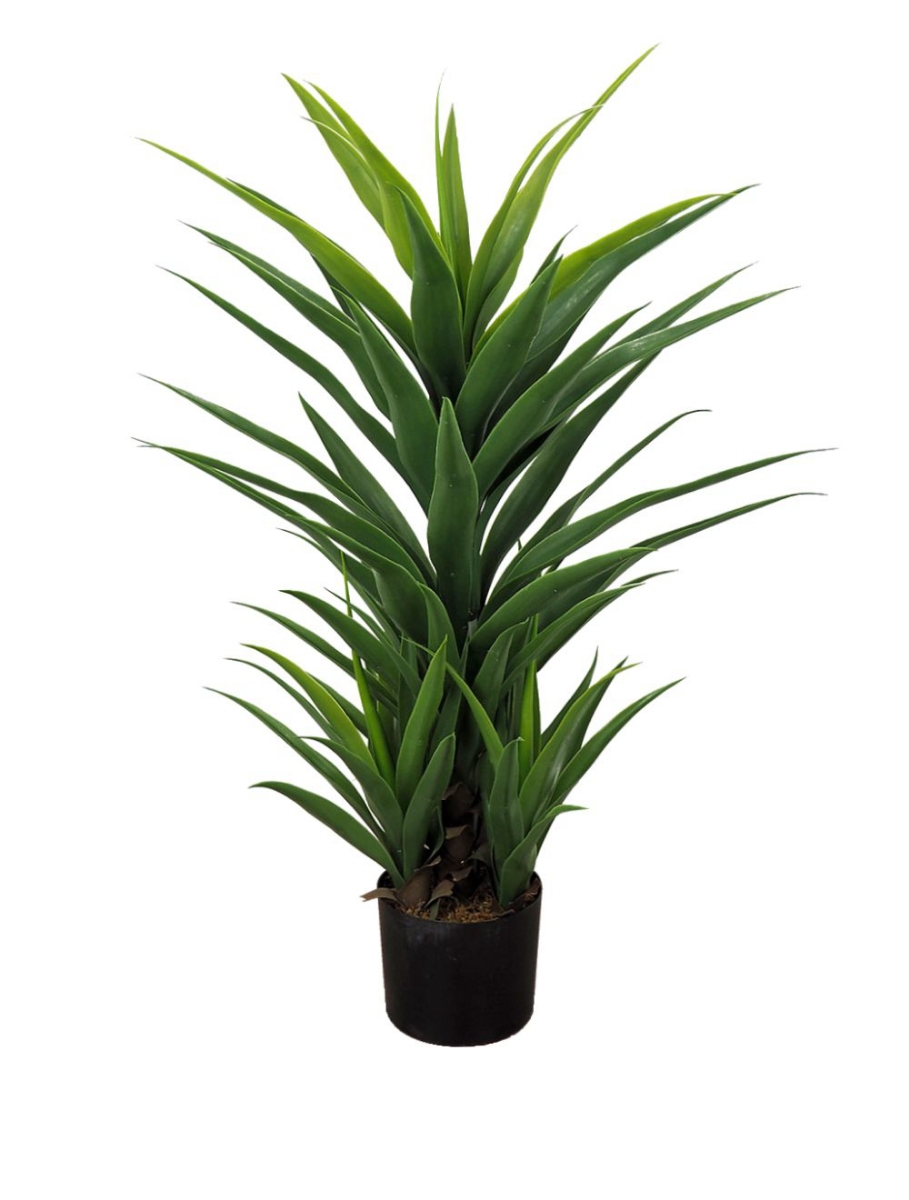 Image sur Yucca 44 po