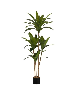 Image de Dracaena 51 po