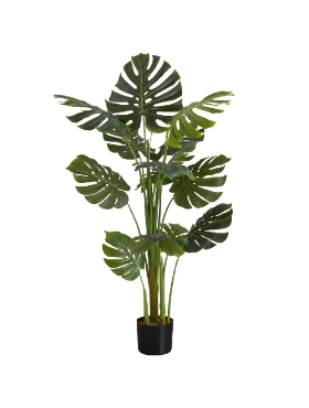 Image de Monstera 55 po