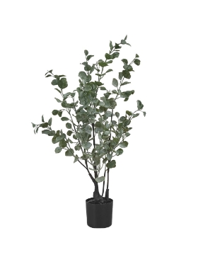 Image de Eucalyptus 35 po