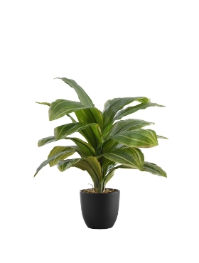 Picture of 17 Inch Artificial Dracaena Plant
