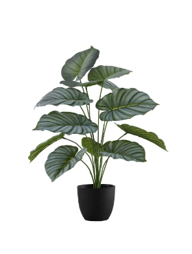 Image de Calathea 24 po