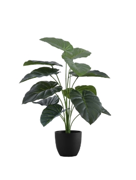 Image de Alocasia 24 po