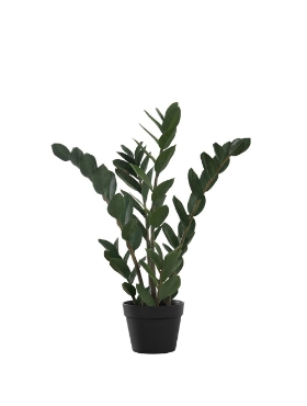 Image de Zamioculcas Zamiifolia 29 po