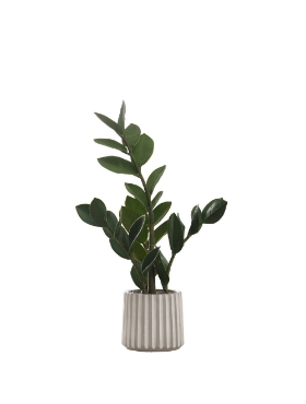 Image de Zamioculcas Zamiifolia 20 po