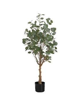 Image de Eucalyptus 46 po